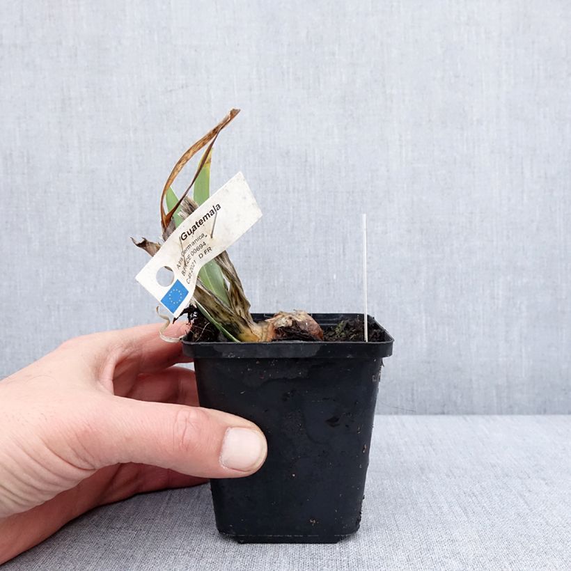 Amostra de Iris germanica Guatemala - Iris des Jardins Vaso de 8/9 cm tal como entregue no inverno