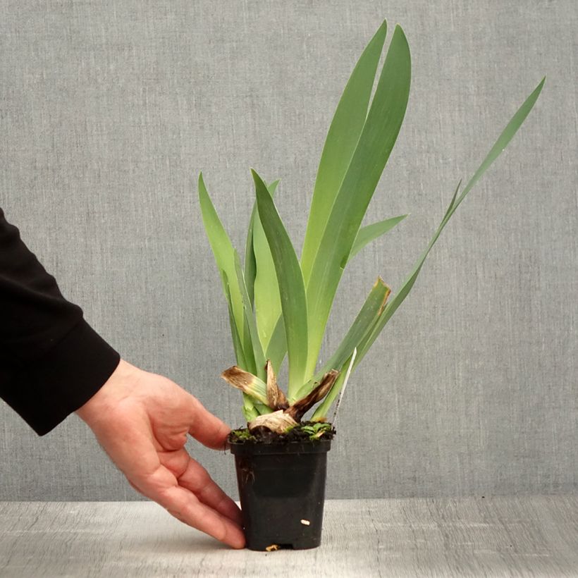 Amostra de Iris germanica Guatemala Vaso de 8/9 cm tal como entregue na primavera