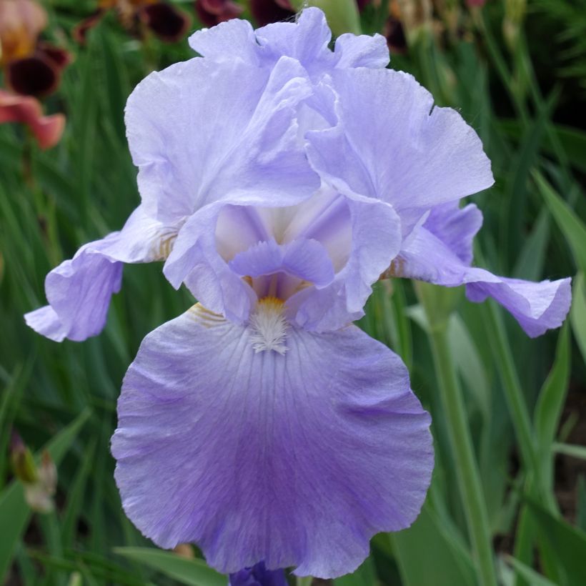 Iris germanica Harbor Blue (Floração)