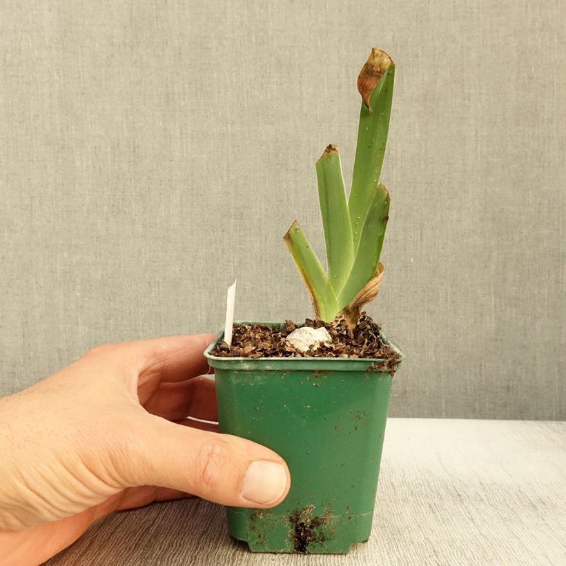 Amostra de Iris germanica Harbor Blue - Iris des jardins Vaso de 8/9 cm tal como entregue no outono