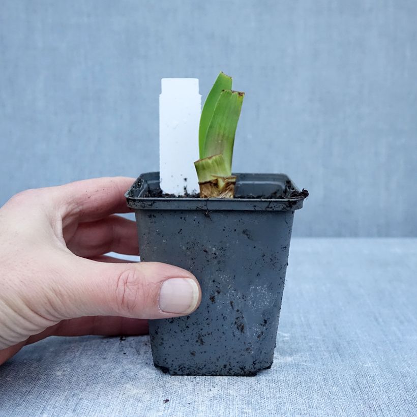 Amostra de Iris germanica Harbor Blue Vaso de 8/9 cm tal como entregue no inverno