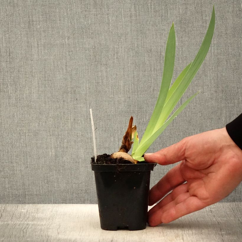 Amostra de Iris germanica Haut les Voiles Vaso de 8/9 cm tal como entregue na primavera