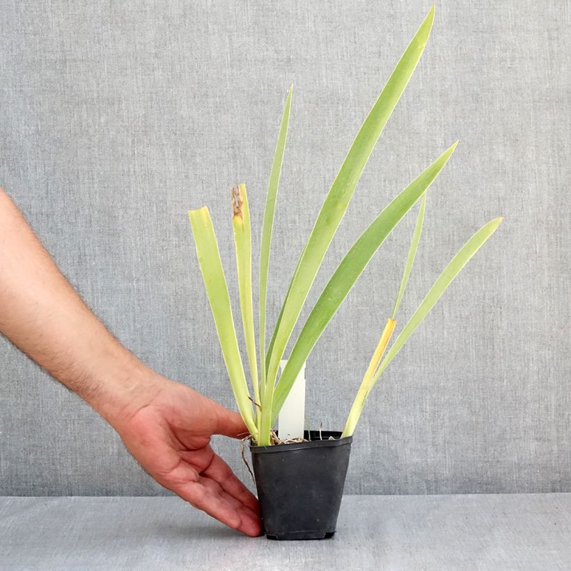 Amostra de Iris germanica Hello Darling Vaso de 8/9 cm tal como entregue no verão