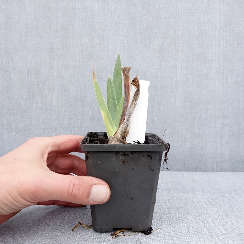 Amostra de Iris germanica Hello Darling - Iris des Jardins Godet de 8/9 cm tal como entregue no inverno