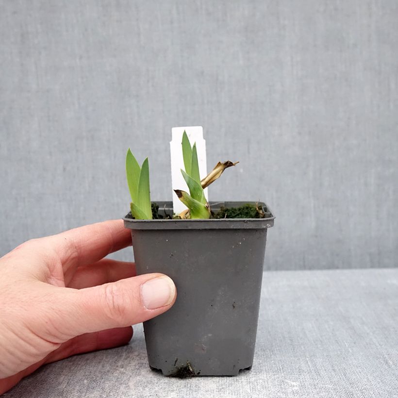 Amostra de Iris germanica Heure Bleue Vaso de 8/9 cm tal como entregue no inverno