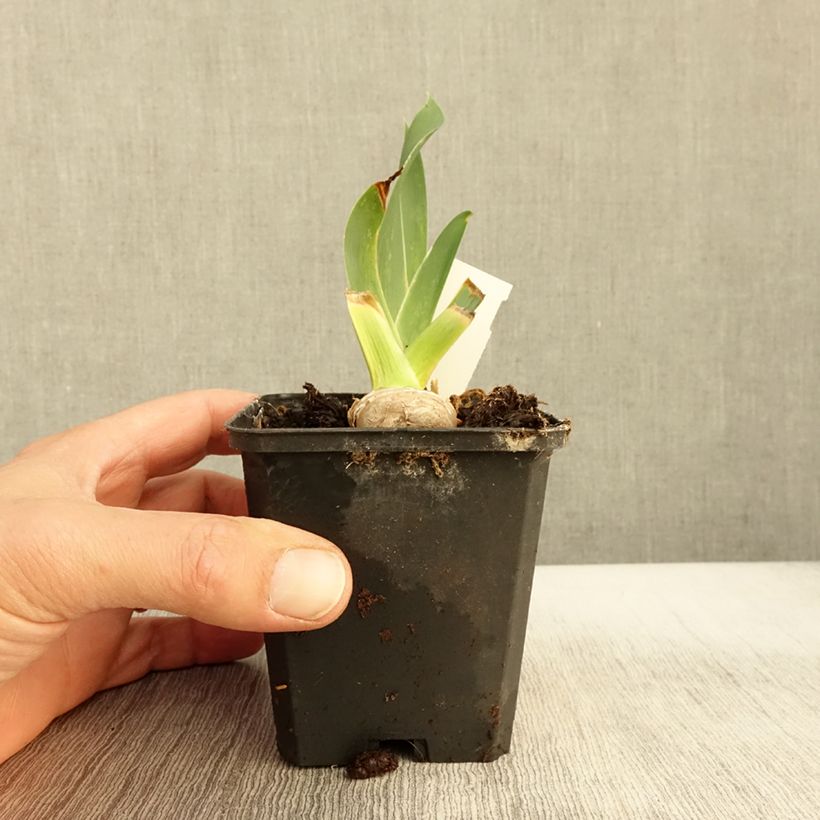 Amostra de Iris germanica High Stakes - Iris des Jardins Godet de 8/9 cm tal como entregue no outono
