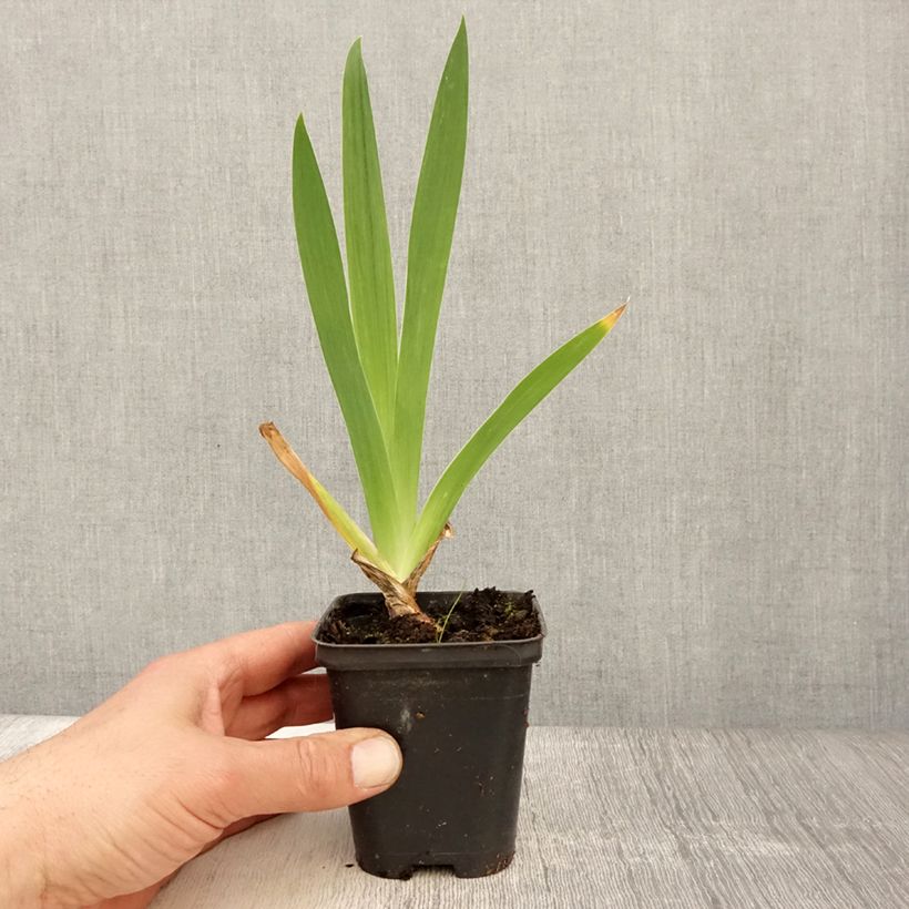 Amostra de Iris germanica Hissy Fit Vaso de 8/9 cm tal como entregue na primavera