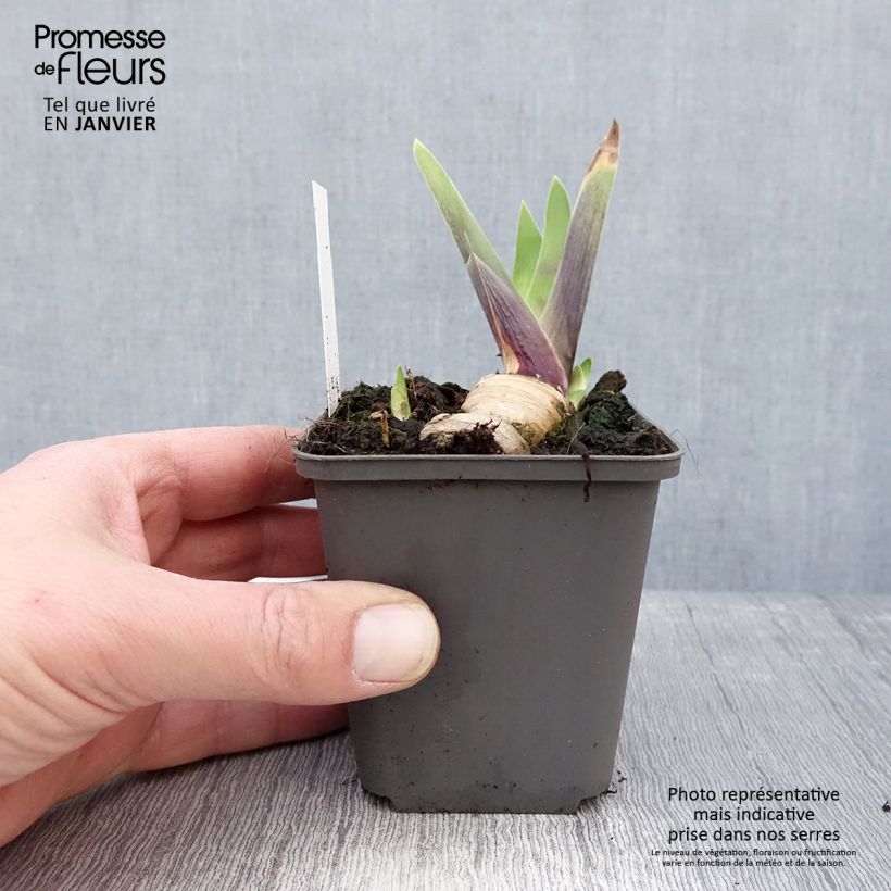 Amostra de Iris germanica Honky Tonk Blues - Iris des Jardins Godet de 8/9 cm tal como entregue no inverno