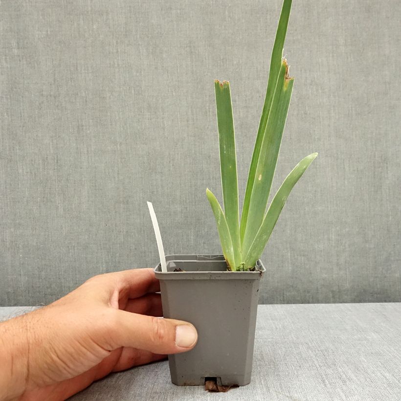 Amostra de Iris germanica Immortality Vaso de 8/9 cm tal como entregue no verão