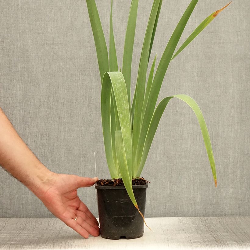 Amostra de Iris germanica Immortality Vaso de 1,5 L/2 L tal como entregue no verão