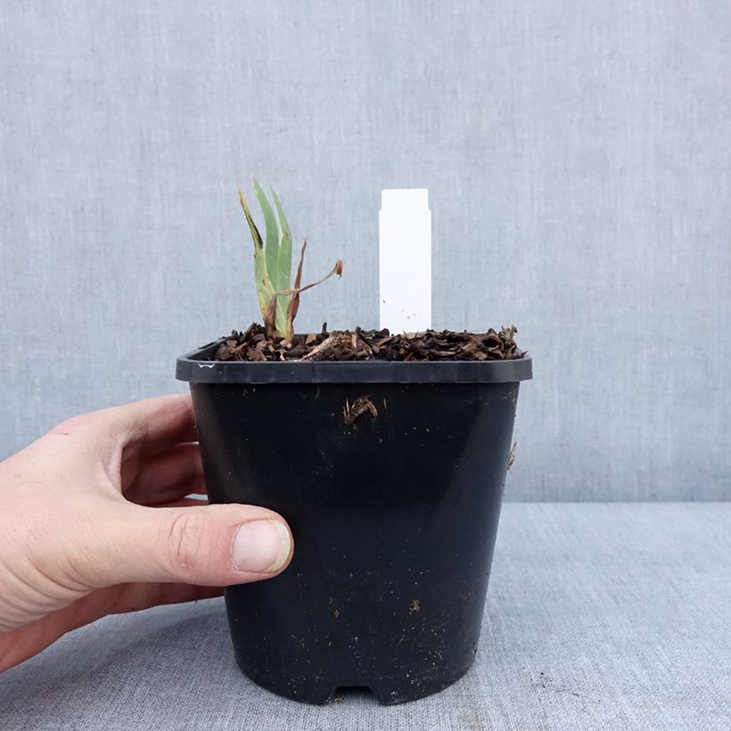 Amostra de Iris germanica Immortality Vaso de 1,5 L/2 L tal como entregue no inverno
