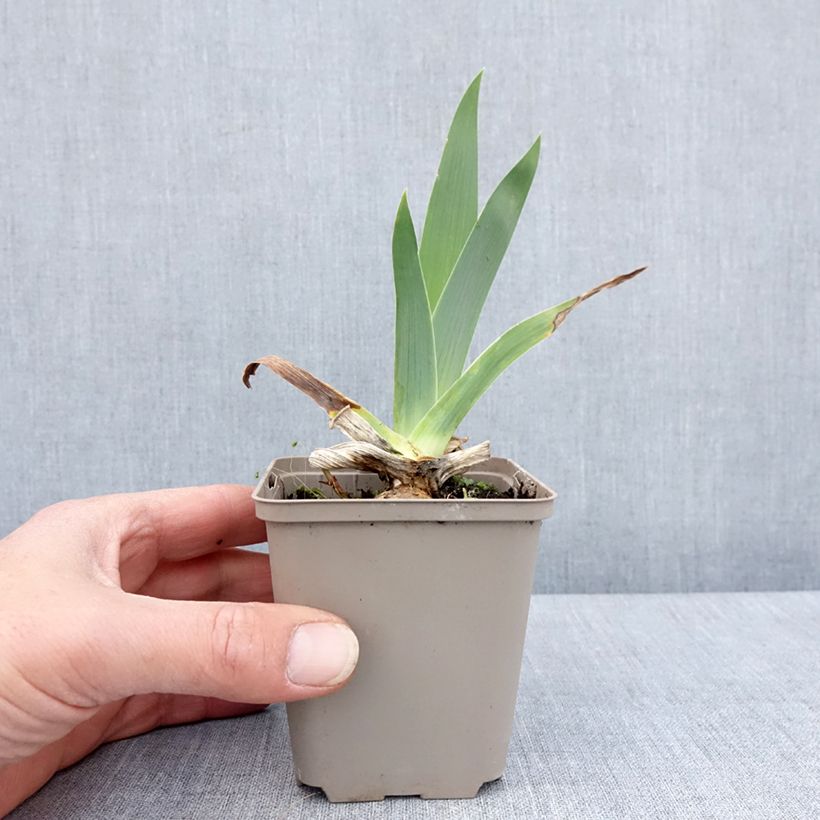 Amostra de Iris germanica Immortality Vaso de 8/9 cm tal como entregue na primavera