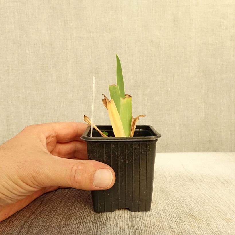 Amostra de Iris germanica Inferno Vaso de 8/9 cm tal como entregue no outono