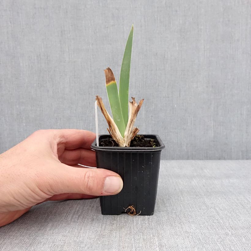 Amostra de Iris germanica Inferno - Iris des Jardins  Godet de 8/9 cm tal como entregue no inverno