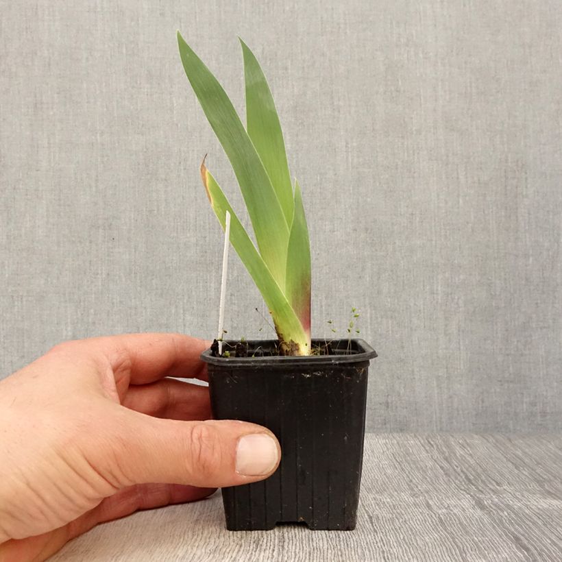 Amostra de Iris germanica Inferno Vaso de 8/9 cm tal como entregue na primavera