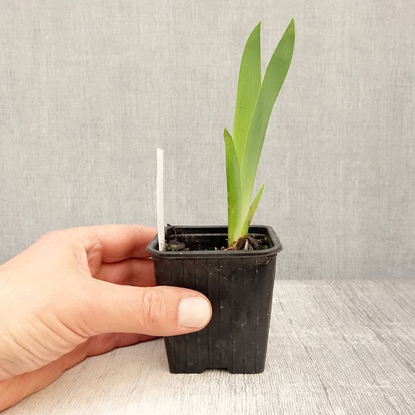 Amostra de Iris germanica Invitation Vaso de 8/9 cm tal como entregue na primavera