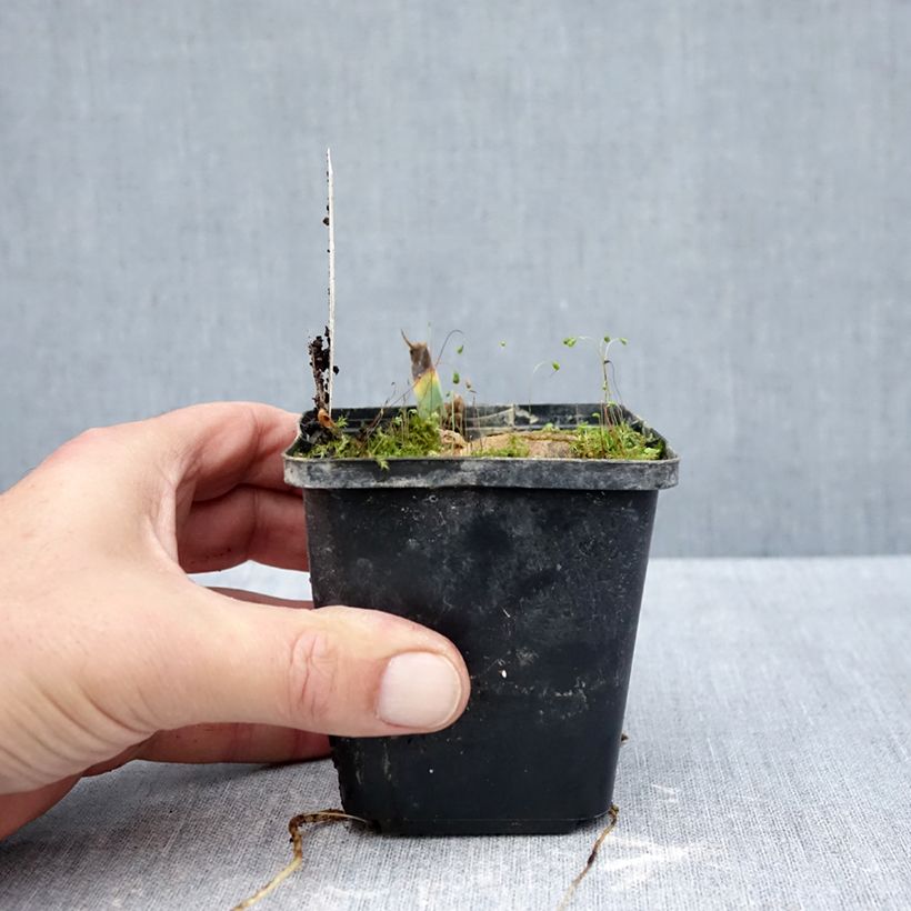 Amostra de Iris germanica Inviting - Iris des Jardins Godet de 8/9 cm tal como entregue no outono