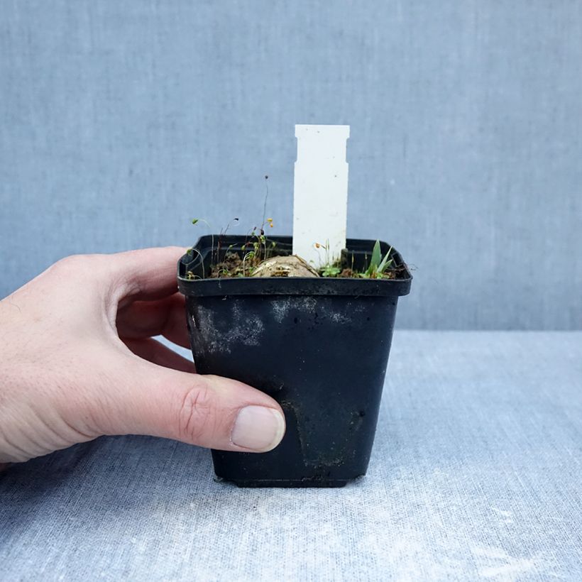 Amostra de Iris germanica Inviting Vaso de 8/9 cm tal como entregue no inverno