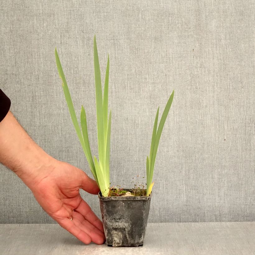Amostra de Iris germanica Inviting Vaso de 8/9 cm tal como entregue na primavera