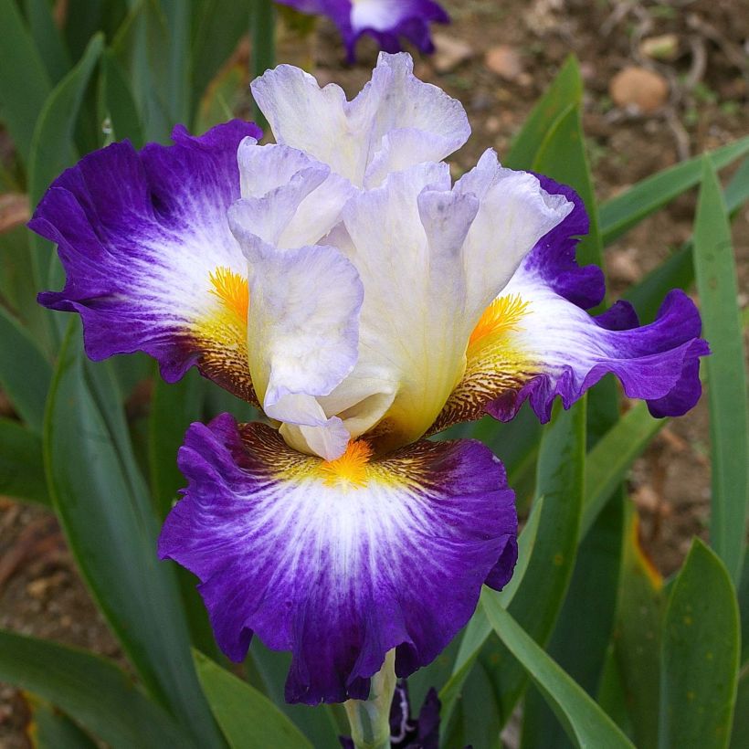 Iris germanica Irisades (Floração)