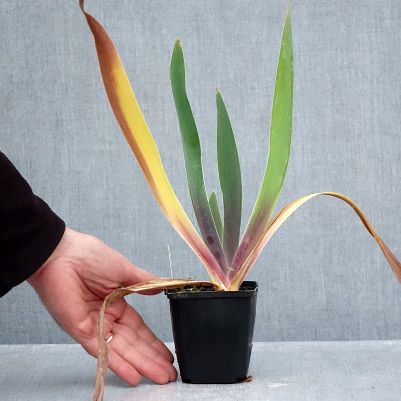 Amostra de Iris germanica Irisades Vaso de 8/9 cm tal como entregue no outono