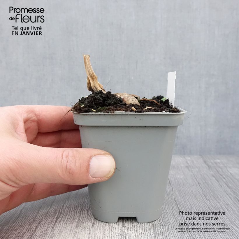 Amostra de Iris germanica Jazz Festival - Iris des jardins Vaso de 8/9 cm tal como entregue no inverno