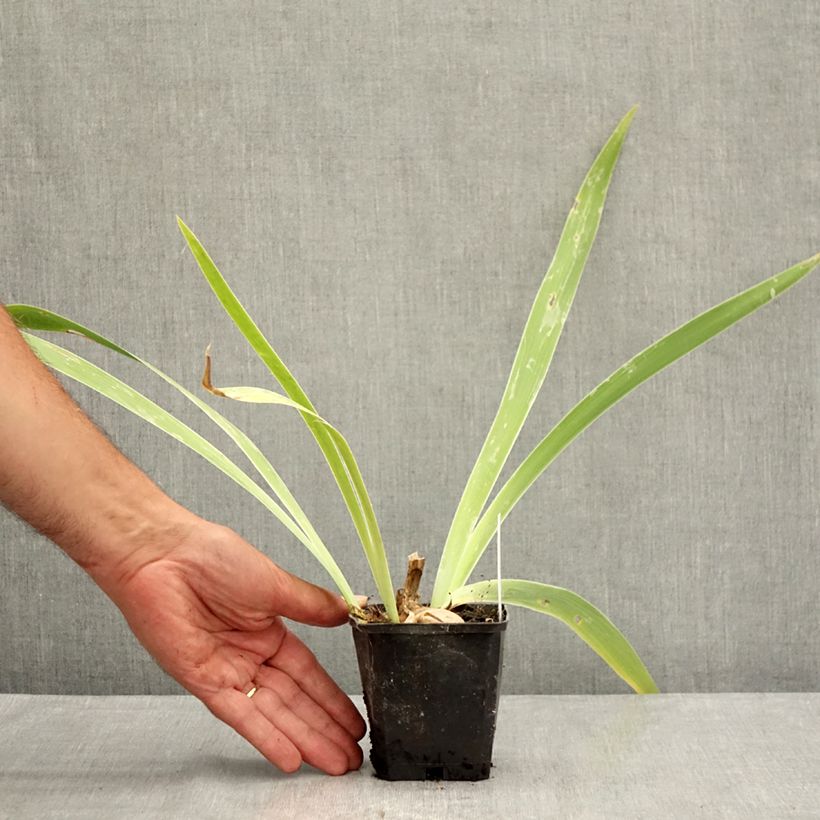 Amostra de Iris germanica Je Vole Vaso de 8/9 cm tal como entregue no verão