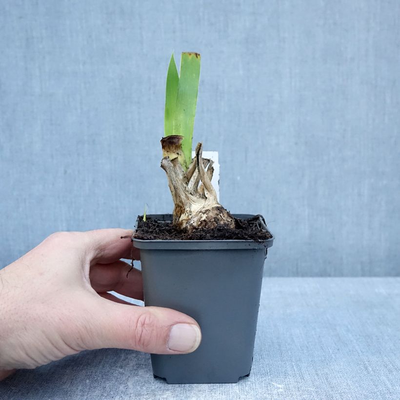 Amostra de Iris germanica Joyful Skies Vaso de 8/9 cm tal como entregue no inverno