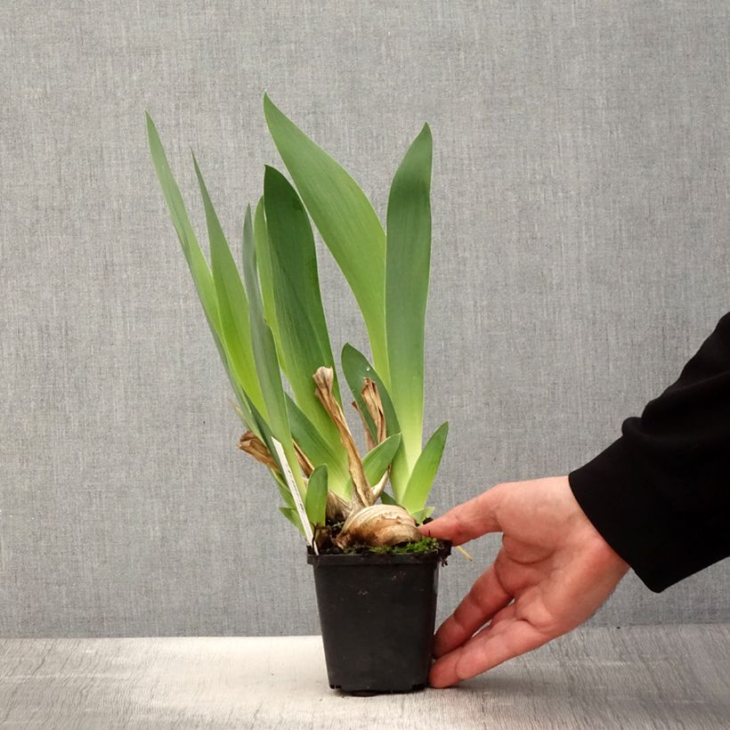 Amostra de Iris germanica Joyful Skies - Iris des Jardins Vaso de 8/9 cm tal como entregue na primavera