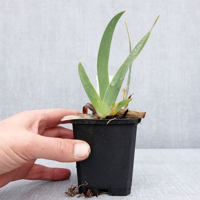 Amostra de Iris germanica Jus de Pomme - Iris des Jardins intermédiaire Godet de 8/9 cm tal como entregue no inverno