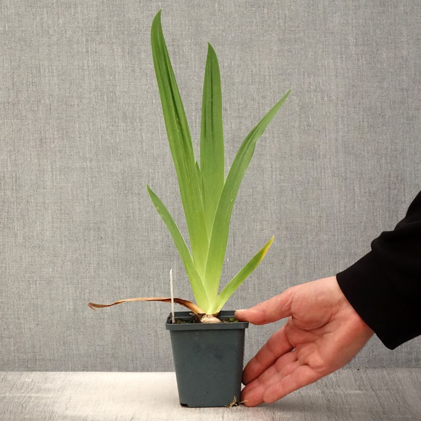 Amostra de Iris germanica Jus de Pomme Vaso de 8/9 cm tal como entregue na primavera
