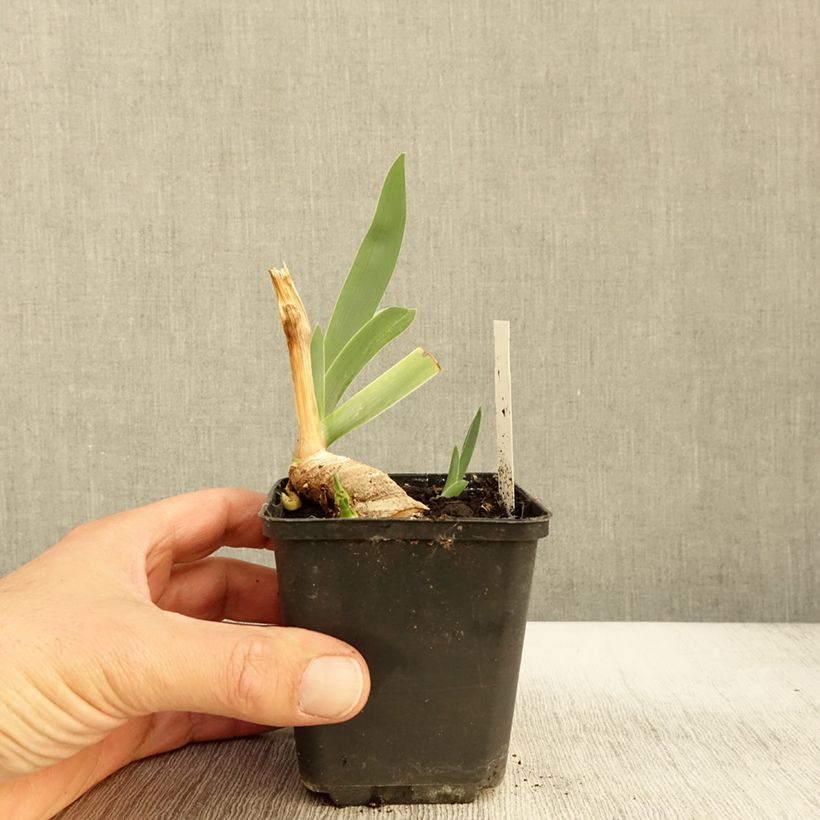 Amostra de Iris germanica Lark Ascending Vaso de 8/9 cm tal como entregue no outono