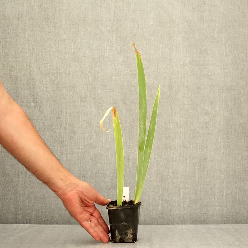Amostra de Iris germanica Lemon Bubbly Vaso de 8/9 cm tal como entregue no verão