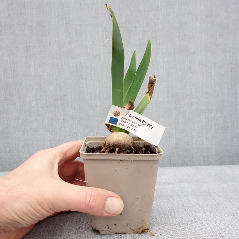 Amostra de Iris germanica Lemon Bubbly - Iris des Jardins Godet de 8/9 cm tal como entregue no inverno
