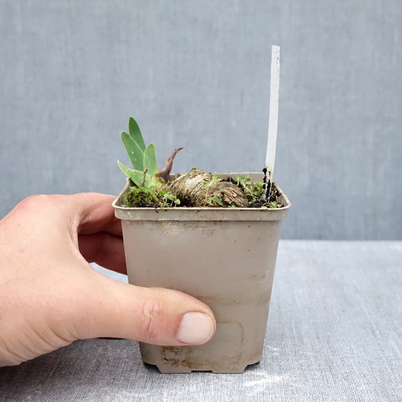 Amostra de Iris germanica Leonin Vaso de 8/9 cm tal como entregue no outono