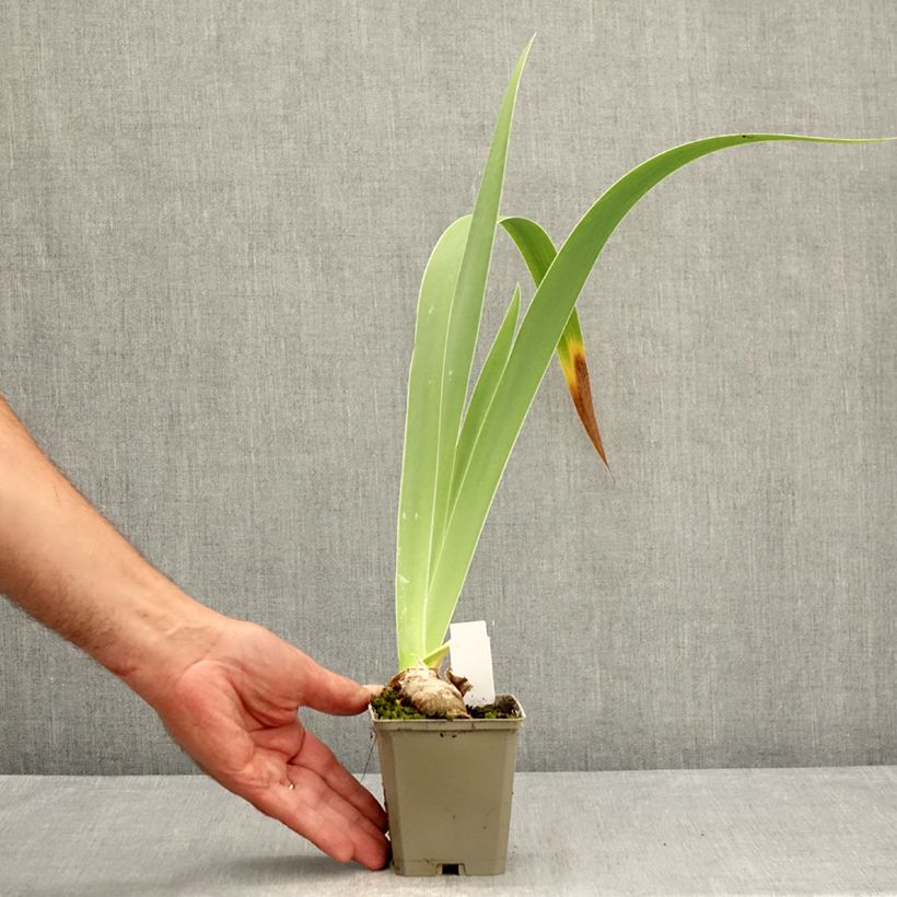 Amostra de Iris germanica Leonin - Iris des Jardins Godet de 8/9 cm tal como entregue no verão