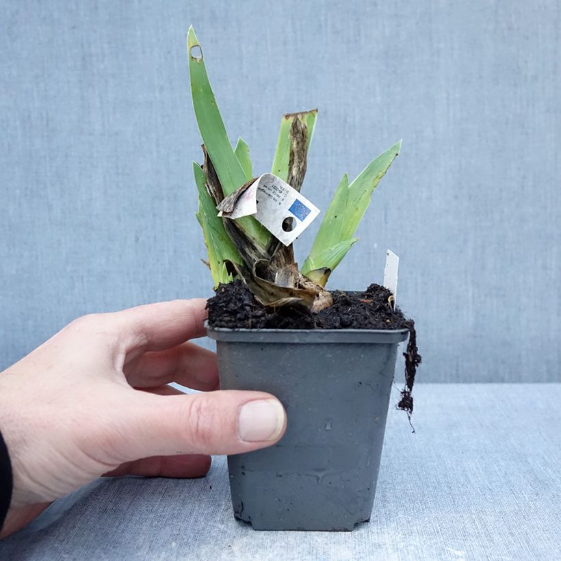Amostra de Iris germanica Leonin Vaso de 8/9 cm tal como entregue no inverno