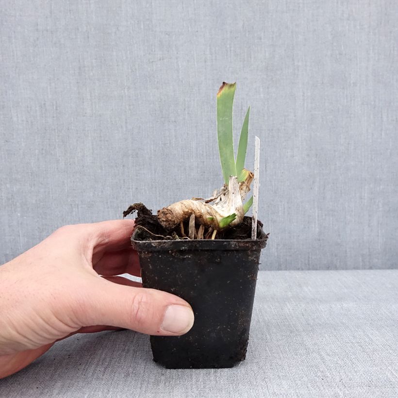 Amostra de Iris germanica Lucky Locket Godet de 8/9 cm tal como entregue no inverno