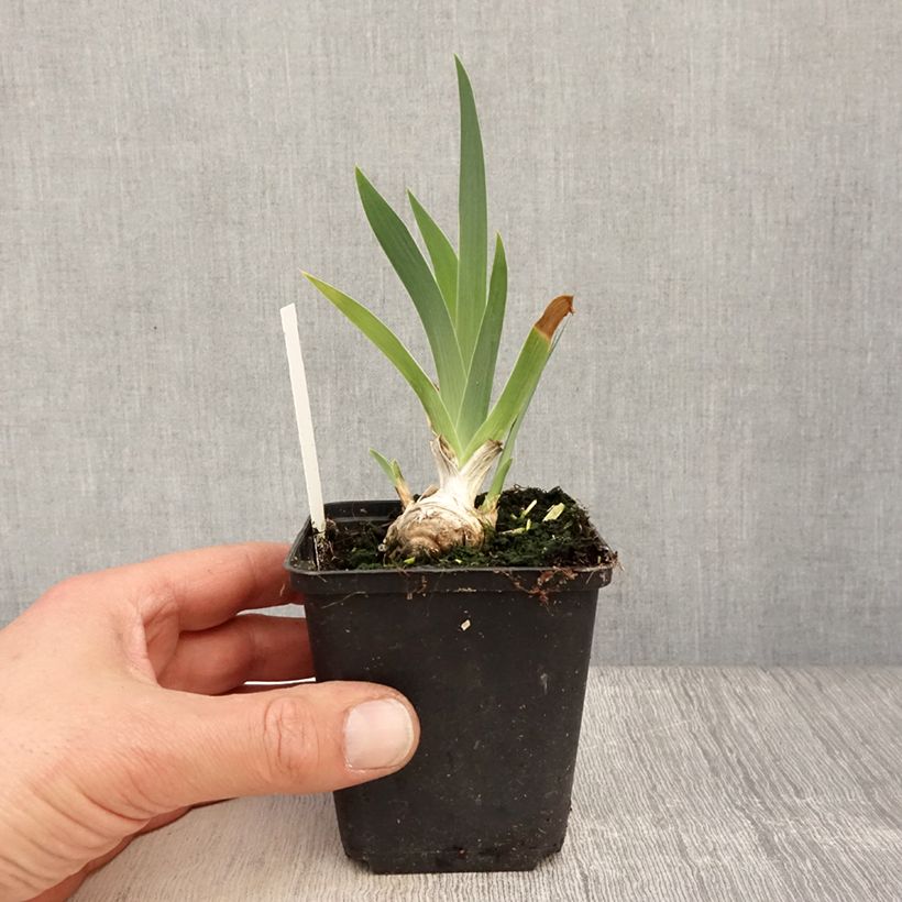 Amostra de Iris germanica Lucky Locket Vaso de 8/9 cm tal como entregue na primavera