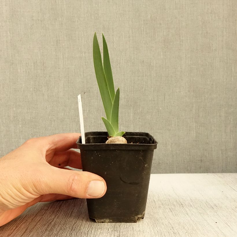 Amostra de Iris germanica Lune et Soleil Vaso de 8/9 cm tal como entregue no outono