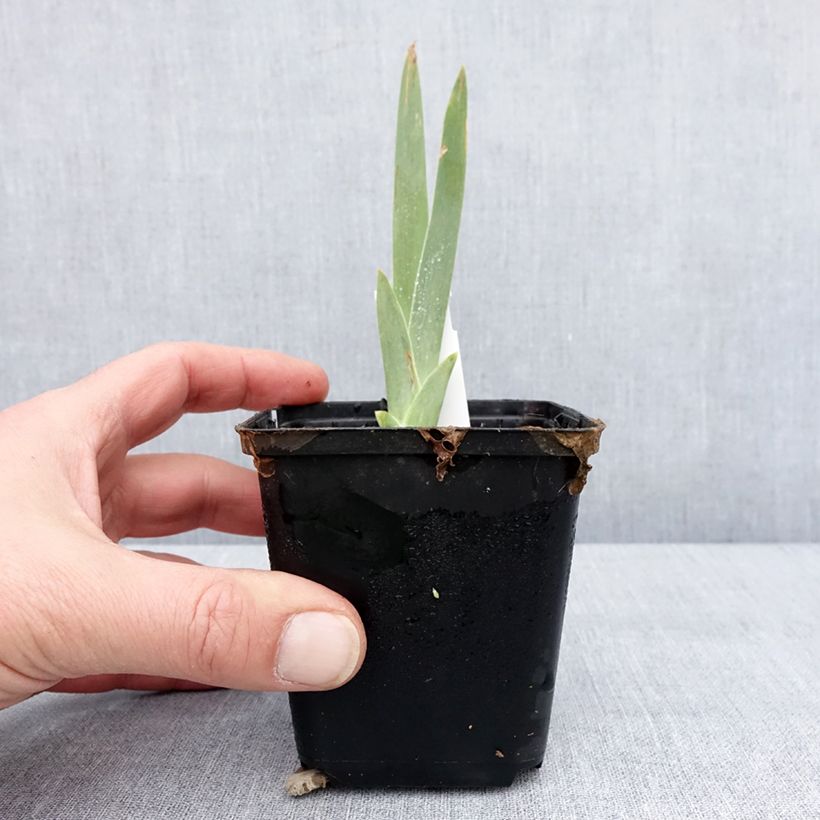 Amostra de Iris germanica Lune et Soleil - Iris des Jardins Godet de 8/9 cm tal como entregue no inverno