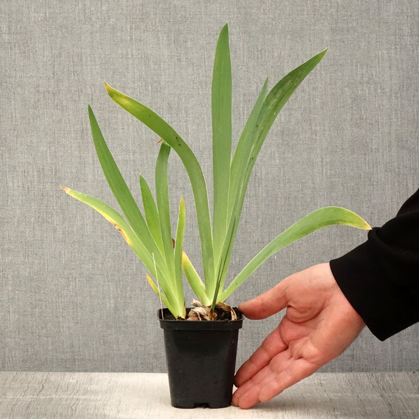 Amostra de Iris germanica Magnétisme Vaso de 8/9 cm tal como entregue na primavera