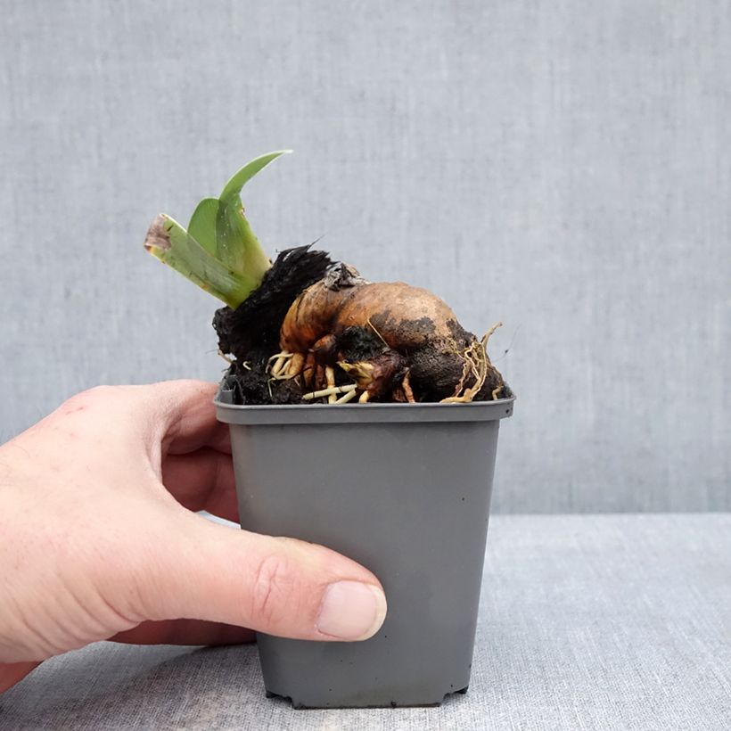 Amostra de Iris germanica Mallow dramatic Vaso de 8/9 cm tal como entregue no inverno