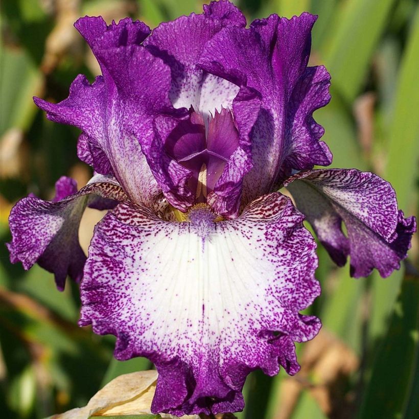 Iris germanica Mariposa Autumn (Floração)