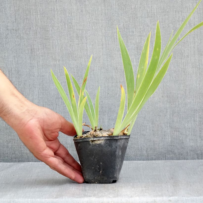 Amostra de Iris germanica Marron Chaud Vaso de 8/9 cm tal como entregue no verão