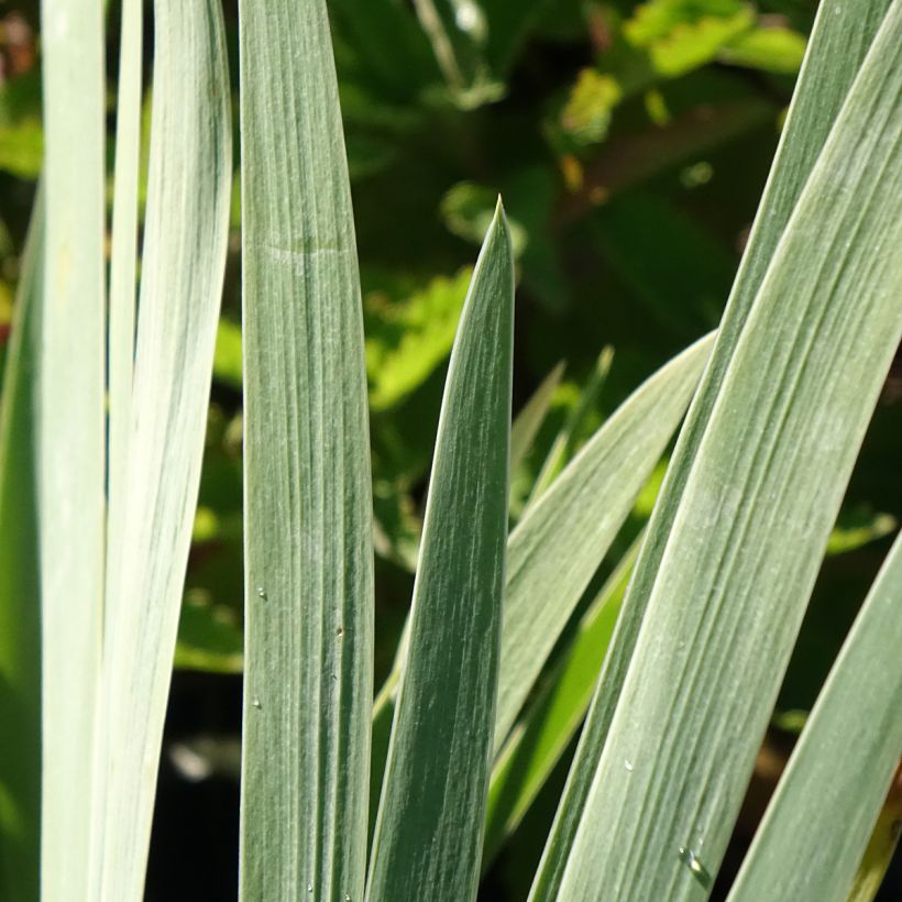 Iris germanica Marron Chaud (Folhagem)