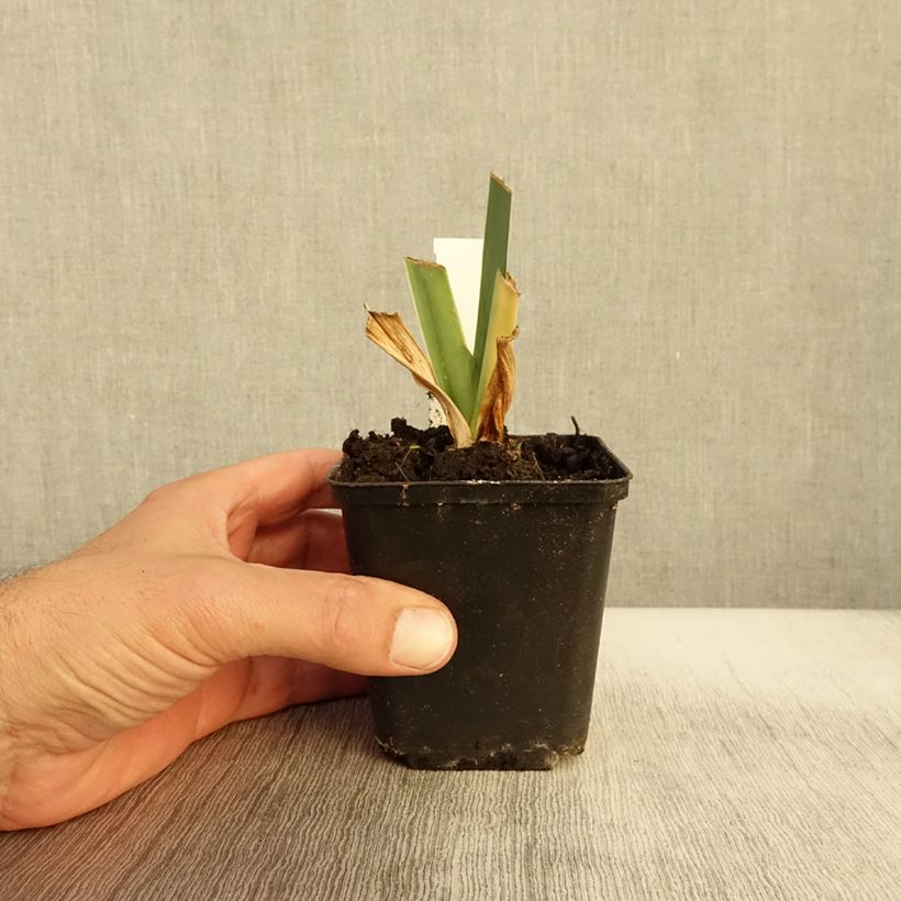 Amostra de Iris germanica Marron Chaud - Iris des Jardins Godet de 8/9 cm tal como entregue no outono