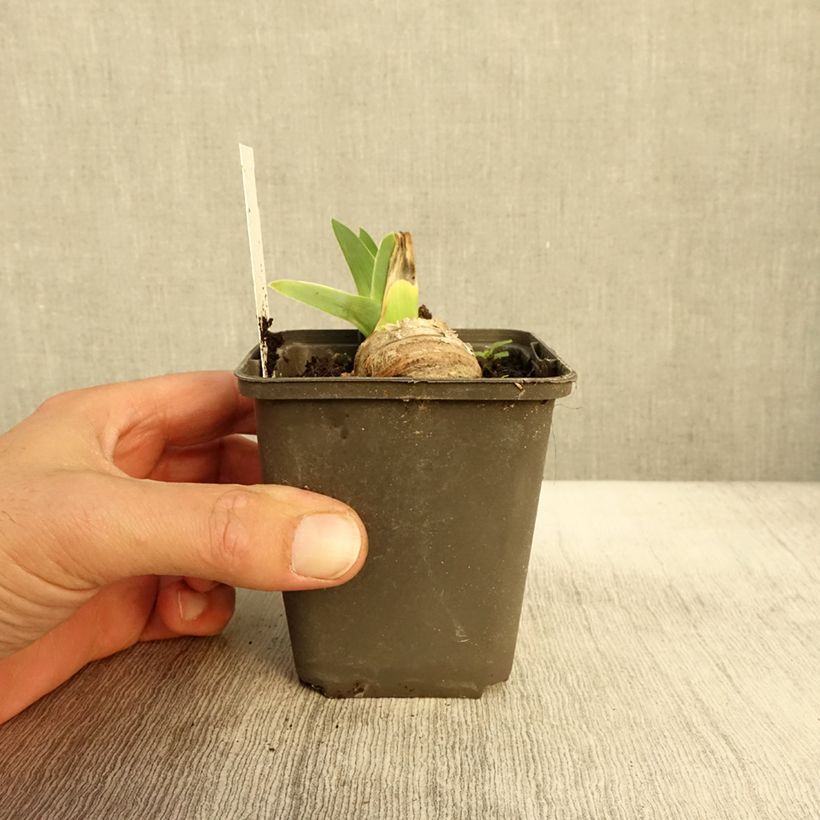 Amostra de Iris germanica Master Plan Godet de 8/9 cm tal como entregue no outono