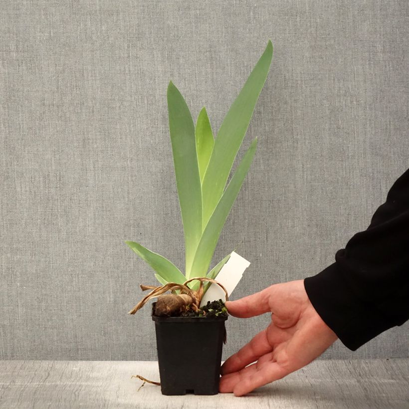 Amostra de Iris germanica Mer du Sud - Iris des Jardins Vaso de 8/9 cm tal como entregue na primavera