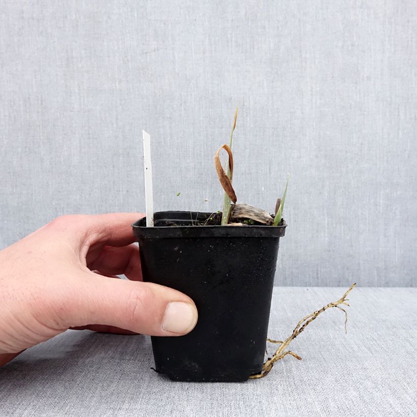 Amostra de Iris germanica Modern Woman - Iris des Jardins Vaso de 8/9 cm tal como entregue no inverno